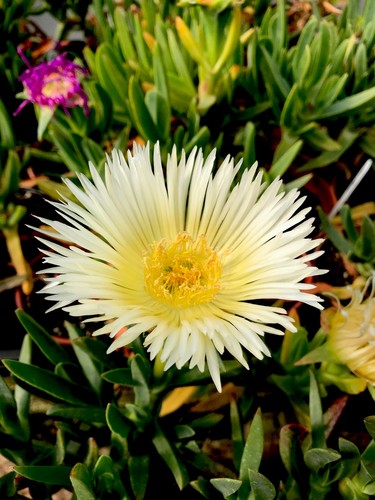 Yellow hottentot fig - yellow,