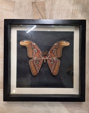 Attacus Atlas Taxidermy Moth