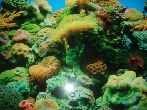 Vinyl aquarium fish tank - fish, /