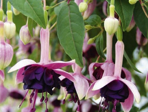 Fuchsia velvet crush - x,