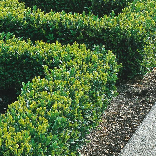 Box hedging plants - box,