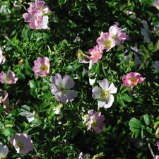 T&M Hedge Dog Rose Rosa canina