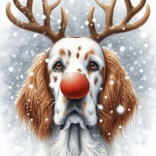 Single Luxury Orange English