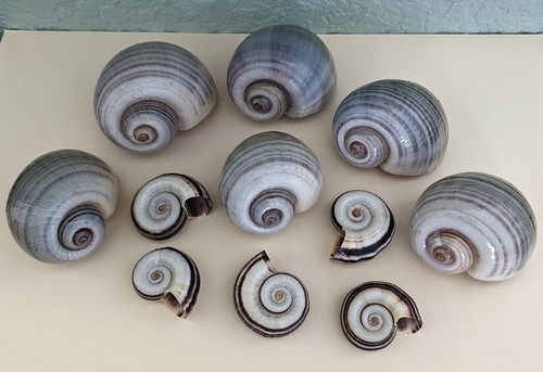 Apple snail shells - apple,
