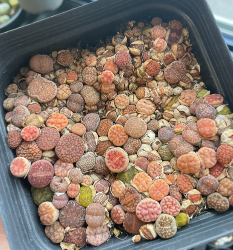 100pcs baby lithops 1 - 100pcs+,