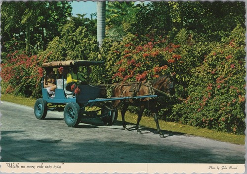 Montego bay jamaica horse - bay,