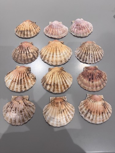 Scallop shells large 12cm - 2x,