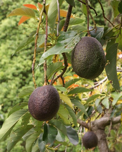 Avocado seedling for sale - avocado,