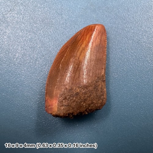 Genuine raptor dinosaur tooth - genuine,