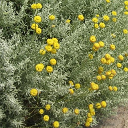 Cotton lavender plug plants