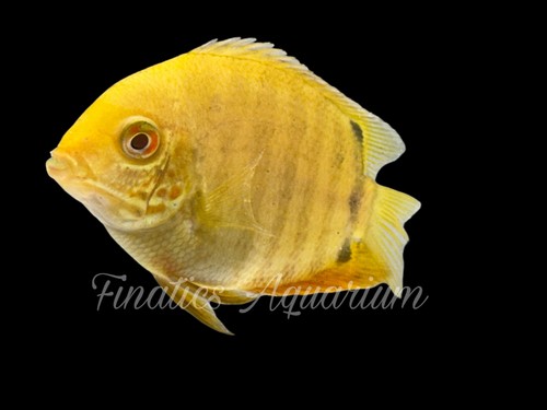 One yellow severum cichlid - one,