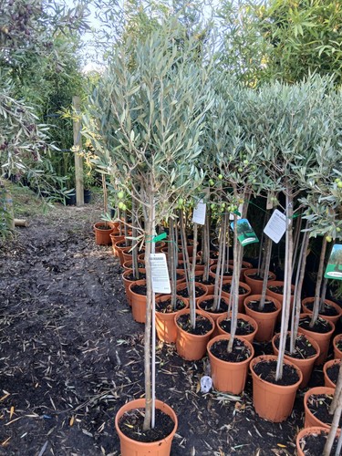 Olive tree large approx - large,