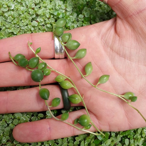 Senecio rowleyanus string - senecio,