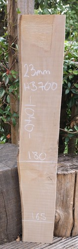 Hornbeam live edge slab - hornbeam,