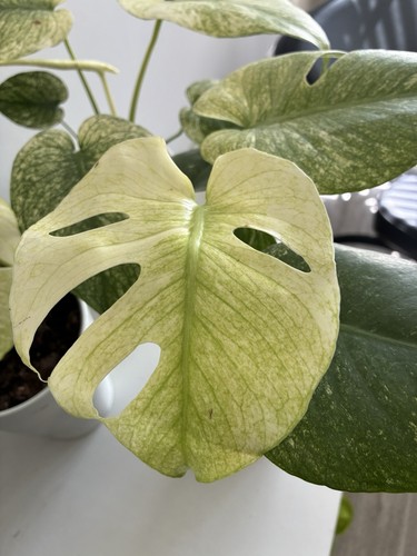 Rare monstera mint live - ,