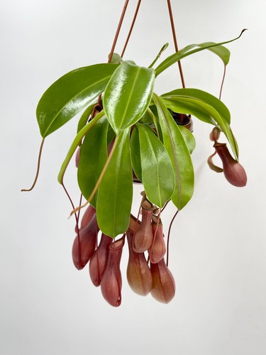 Nepenthes alata monkey jars - monkey,