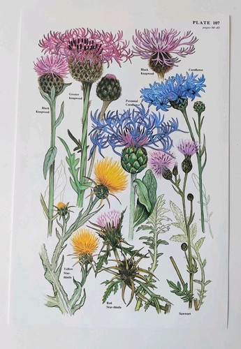 Botanical print floral chicory - botanical,