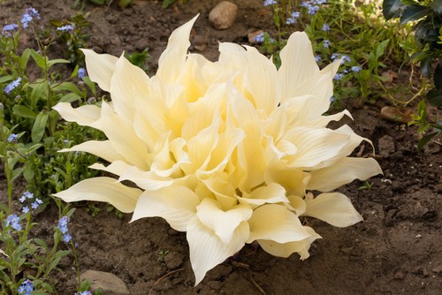 Hosta white feather - hosta, feather'