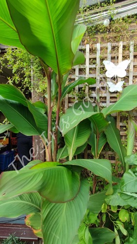 Canna musifolia huge - canna,
