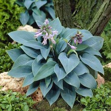 Hosta Halcyon Plantain Lily