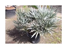 10x Trithrinax campestris Blue Conifer Palm Garden Plants - Seeds ID443