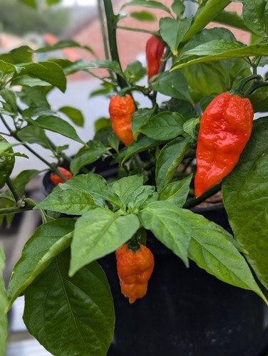 Bhut jolokia fiery furnace - jolokia,