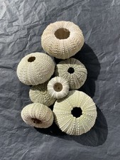 7 Natural cream/Green Sea