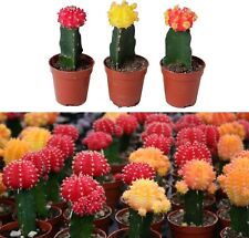 3 x Gymnocalycium mihanovichii in 5.5cm Pots - Colourful Moon Cactus Plants