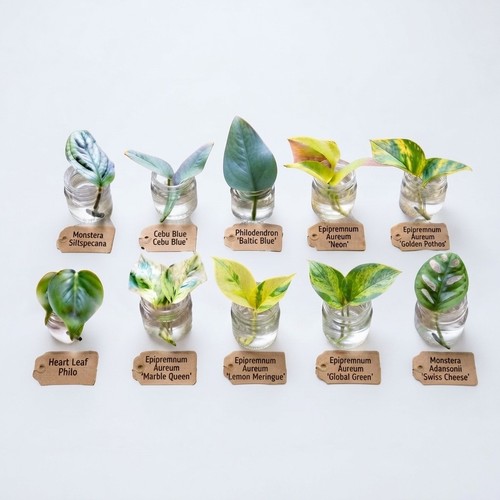 Plant cuttings bundle - cuttings,