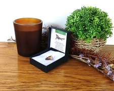 100% Genuine Mosasaur Tooth