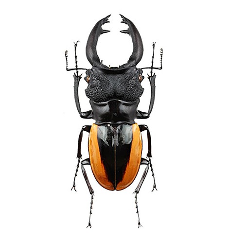 Real odontolabis wollastoni - real,