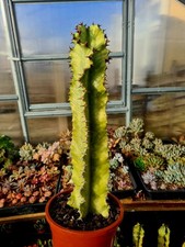 Euphorbia Ingens Variegated |