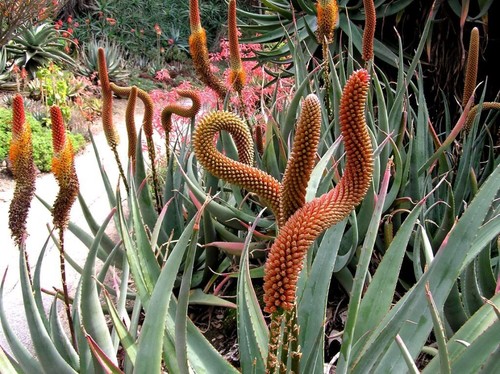 Aloe castanea rare cats tail - -,