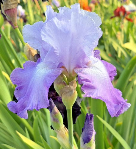 Bearded iris germanica - bearded,