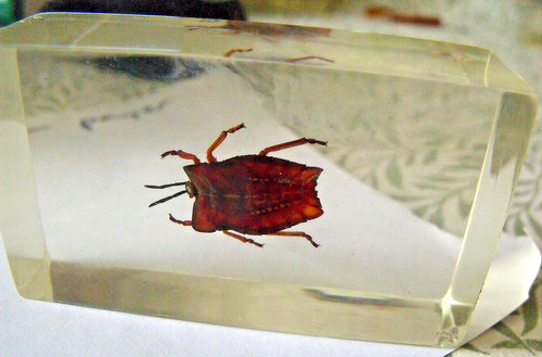 Taxidermy bugs insect clear - insect,