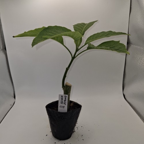 Brugmansia single white - single,