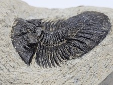 Large Scabriscutellum