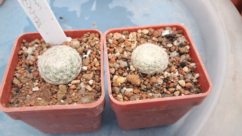 Mammillaria lenta one - lenta, plant