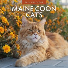 Maine Coon Cats 2026 Square Wall Calendar