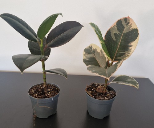 Rubber plant ficus elastica - (,