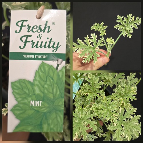 Geranium hraveolens mint - geranium,