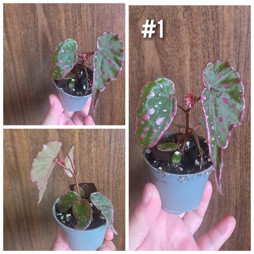 Begonia hybrid nothombaramesis - hybrid,