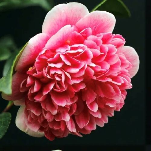 Camellia volunteer pot - 2l,