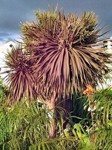 Cordyline australis purpurea - cordyline,