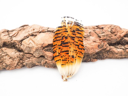 Large golden pheasant - golden,