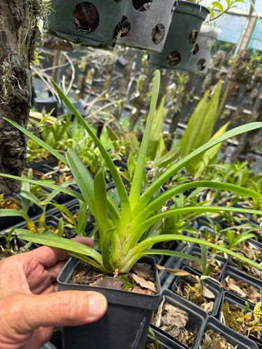 Orchid flask cymbidium - flask, --cymbidium