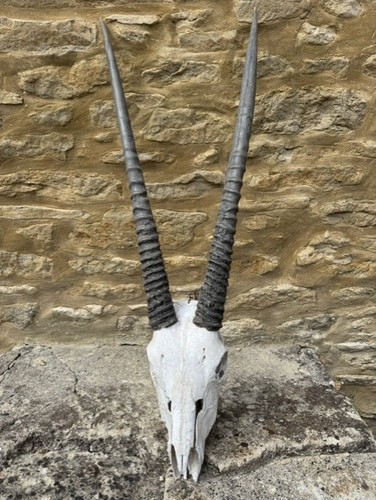 Oryx skull and horns wire - skull,