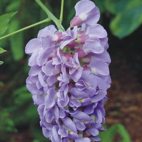 Wisteria amethyst falls - 'amethyst, falls'