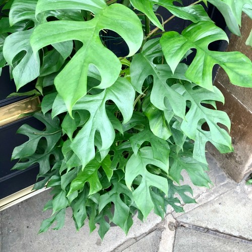 Rhaphidophora tetrasperma mini - rhaphidophora,
