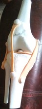 KNEE Human Anatomical Knee